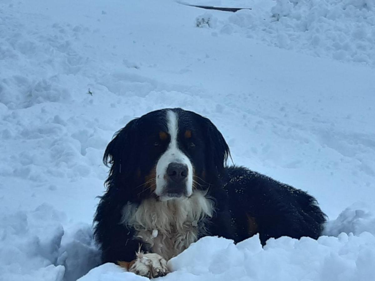 Ranstl Ferienwohnungen Flachau Exteriér fotografie